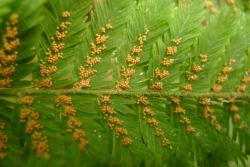 Leptopteris hymenophylloides: primary pinna showing deeply divided secondary pinnae, hairs on the underside of the pinna midribs, ultimate laminal segments lying in the plane of the frond, and scattered sporangia.
 Image: L.R. Perrie © Te Papa 2012 CC BY-NC 3.0 NZ